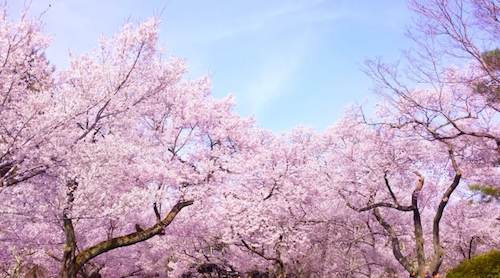 桜の花の漬物 桜漬け 日本の春やお祝い事を彩る ヴィーガン ベジタリアンレシピやプラントベース食品の商品情報をお届け Vegewel