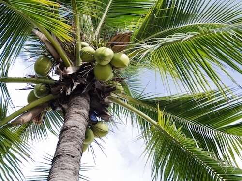 ココヤシの木に実ったココナッツ